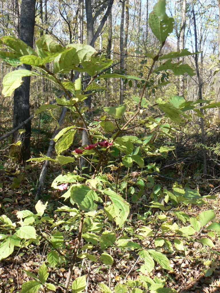 Image of Euonymus macropterus specimen.