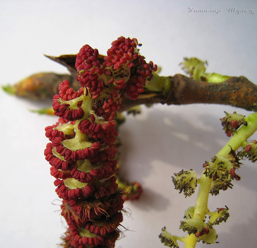 Image of Populus balsamifera specimen.