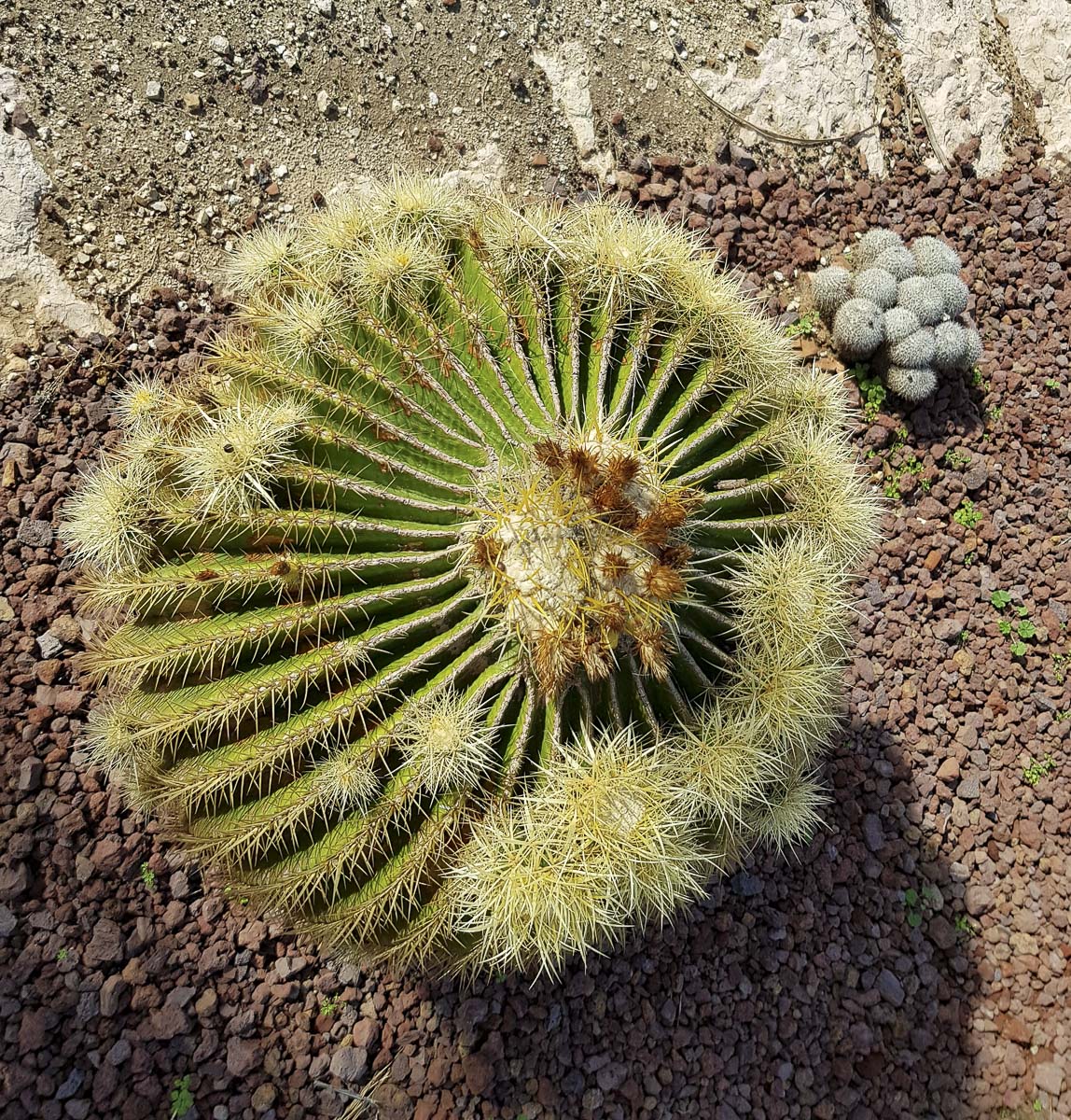 Image of Echinocactus grusonii specimen.