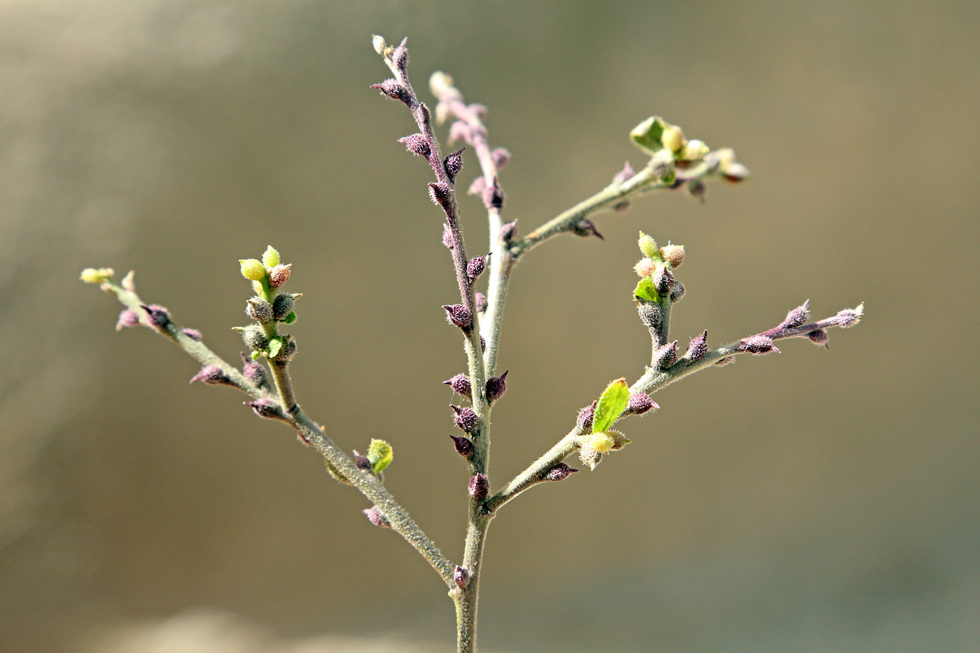 Image of Euclidium syriacum specimen.