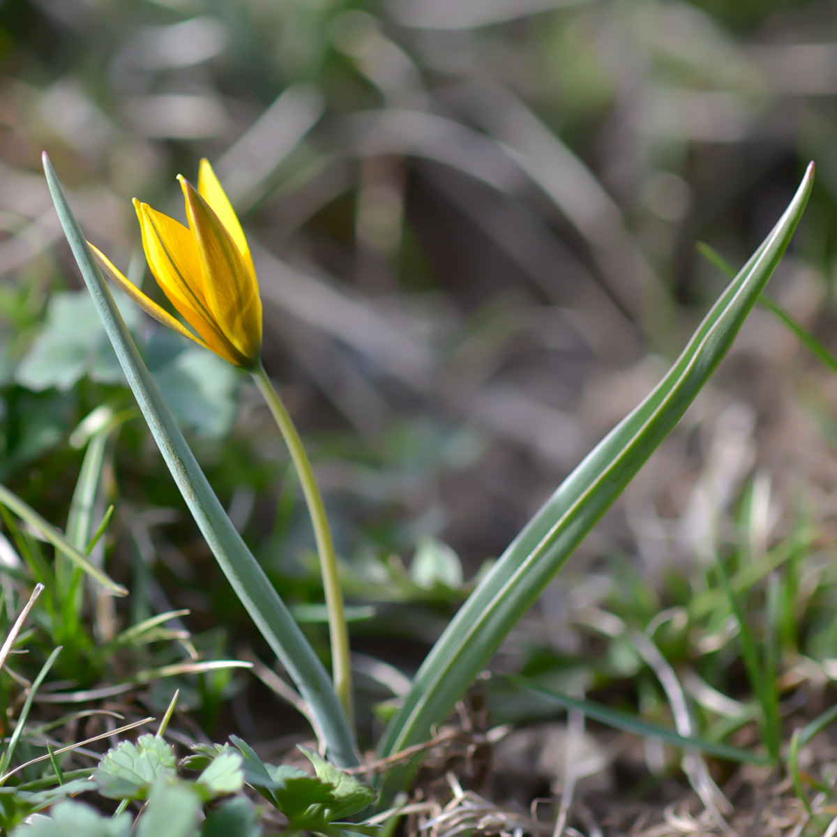 Изображение особи Tulipa dasystemon.