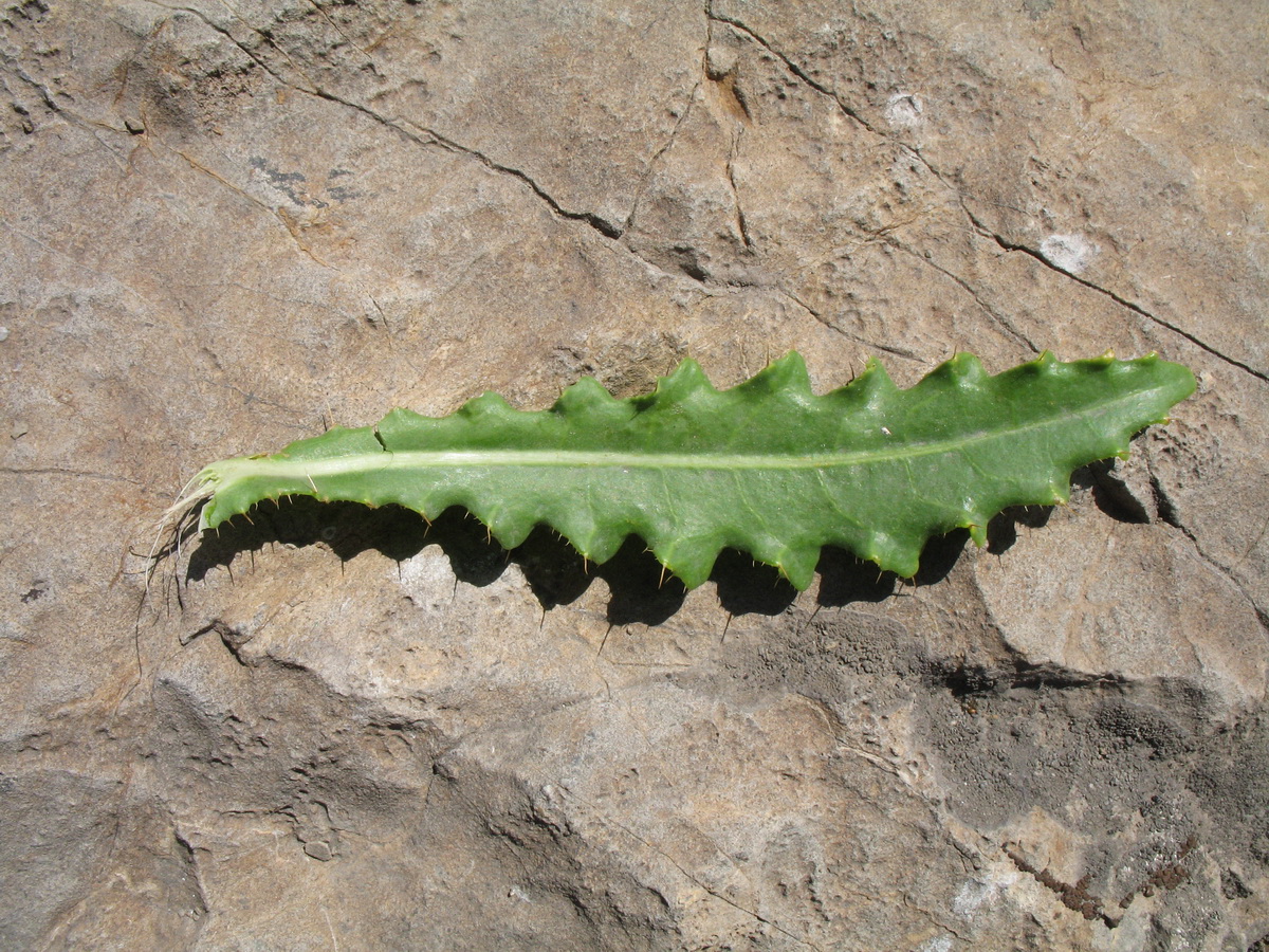 Изображение особи Cirsium glaberrimum.