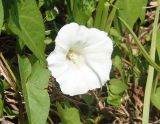 Calystegia sepium. Цветок. Украина, Днепропетровская обл., Апостоловский р-н, Токовский сельский совет, берег р. Каменка возле Токовских водопадов. 04.08.2018.