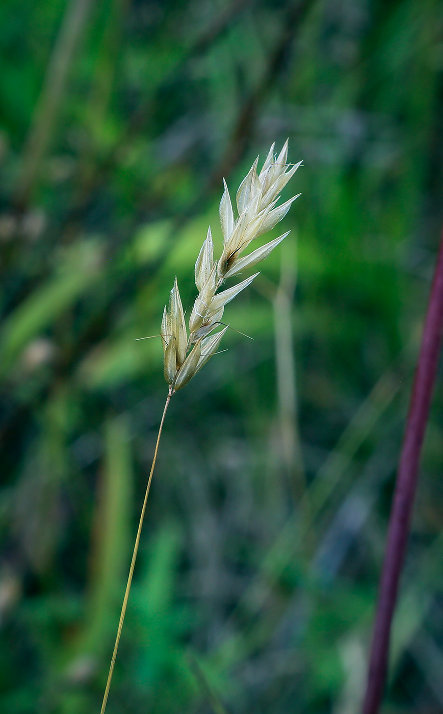 Image of Anthoxanthum odoratum specimen.