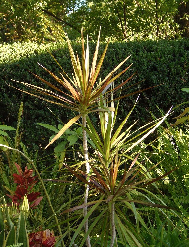 Image of Dracaena marginata specimen.