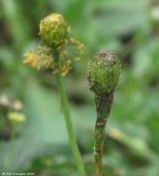 genus Papaver