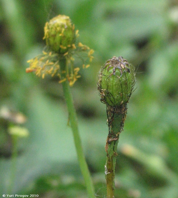 Изображение особи род Papaver.