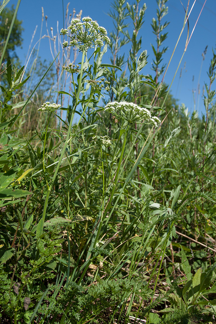 Изображение особи Selinum carvifolia.