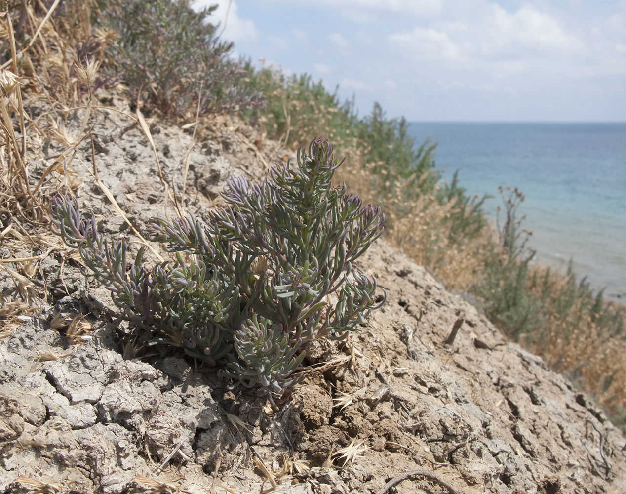 Image of genus Suaeda specimen.