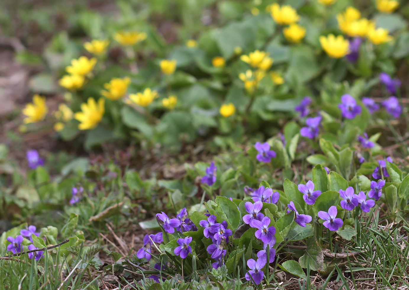 Изображение особи род Viola.