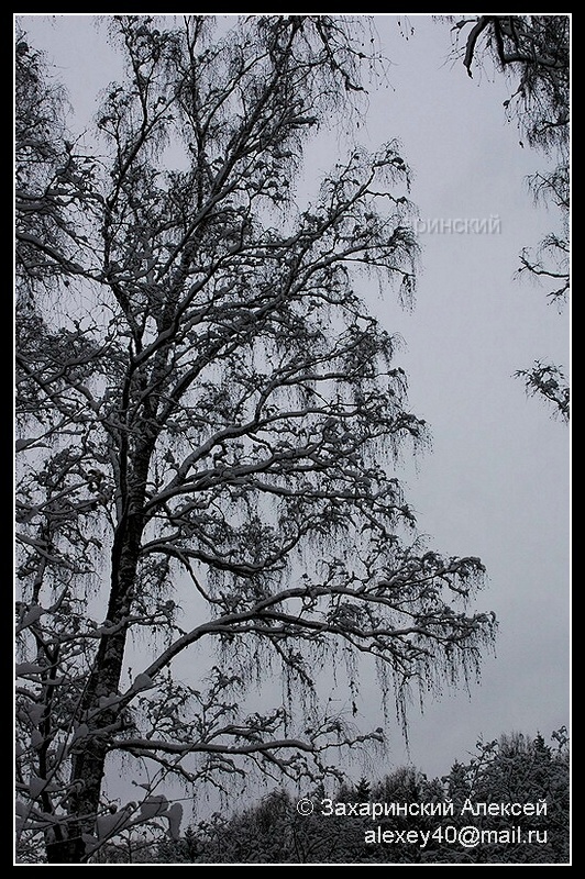 Изображение особи Betula pendula.