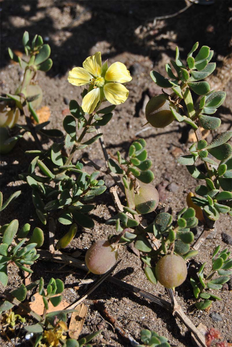 Image of Roepera maritima specimen.