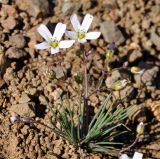 Minuartia picta. Цветущее растение. Республика Кипр, Троодос (Τρόοδος), грунтовая дорога. 02.02.2019.