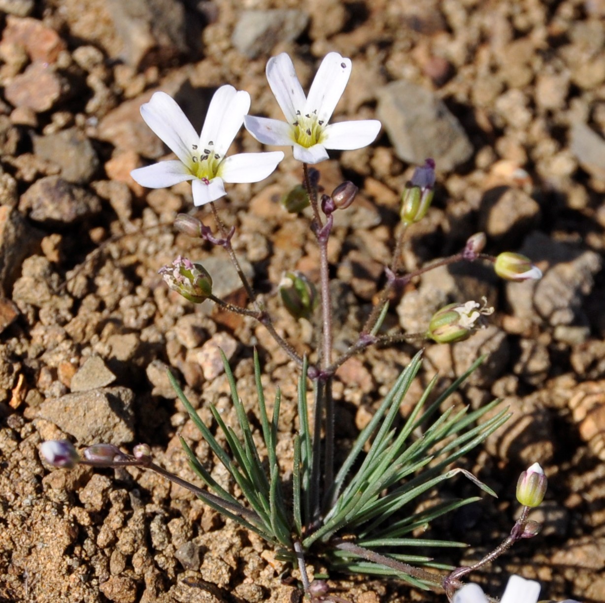 Image of Minuartia picta specimen.