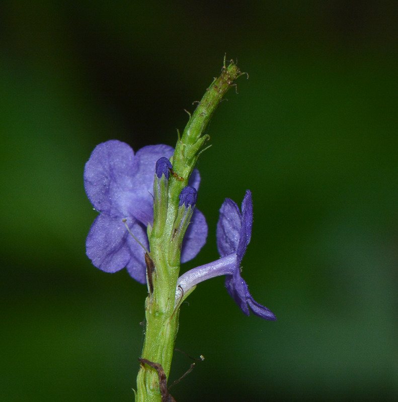 Изображение особи Stachytarpheta cayennensis.