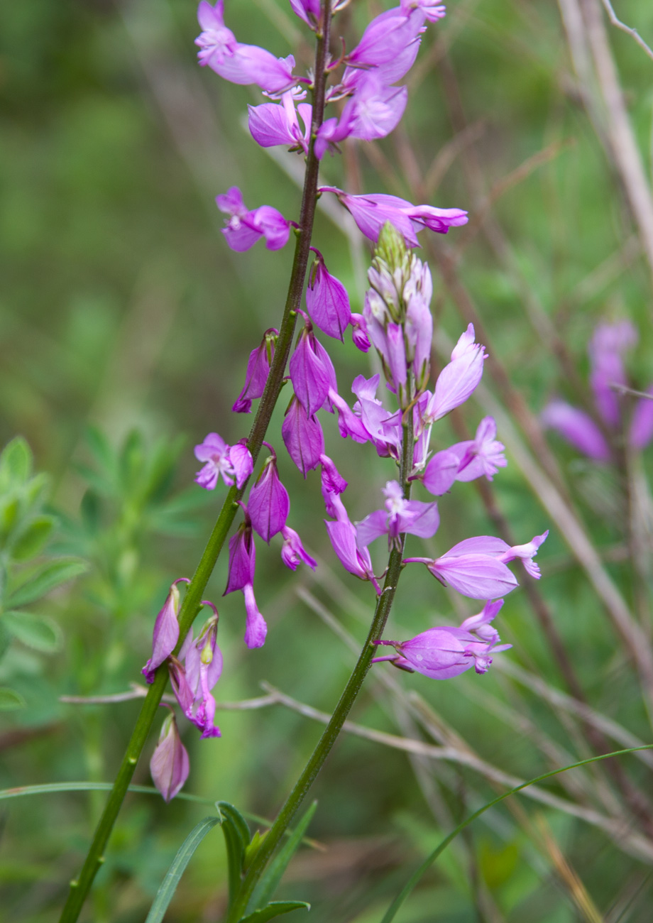 Image of Polygala major specimen.