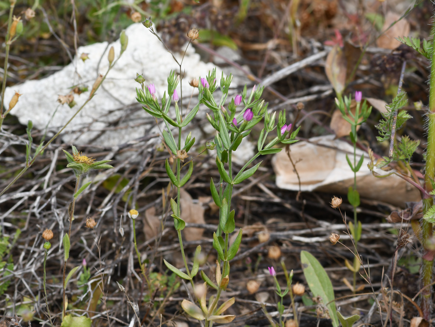 Image of Centaurium tenuiflorum specimen.