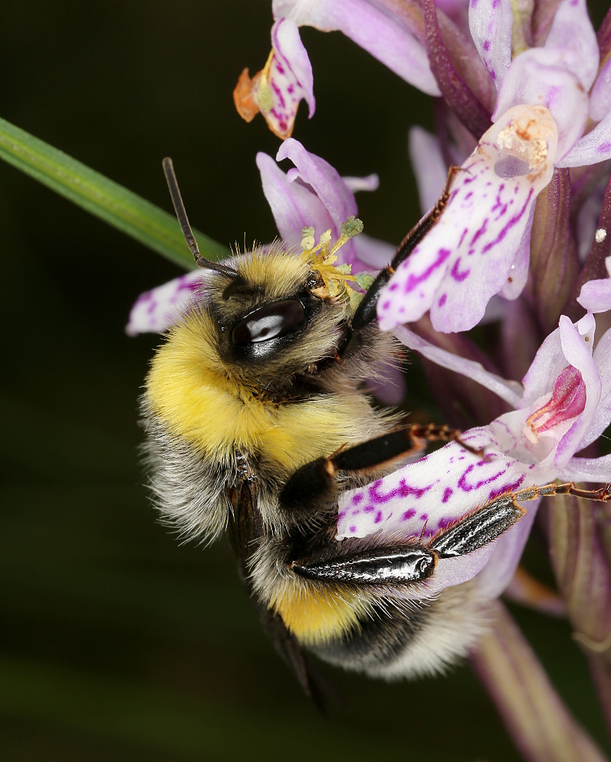 Image of Dactylorhiza maculata specimen.