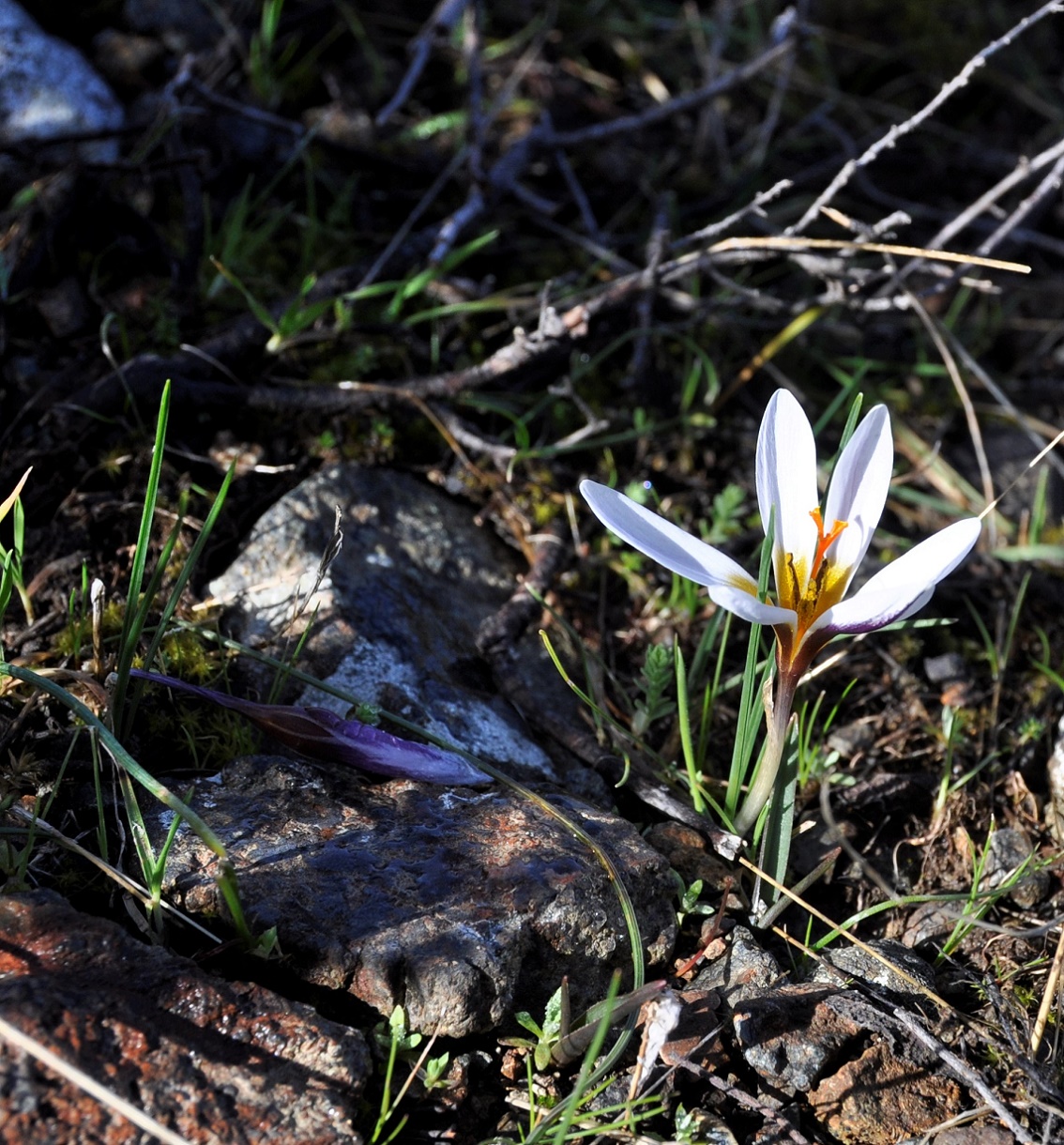 Изображение особи Crocus hartmannianus.