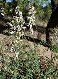 Astragalus pseudomacropterus