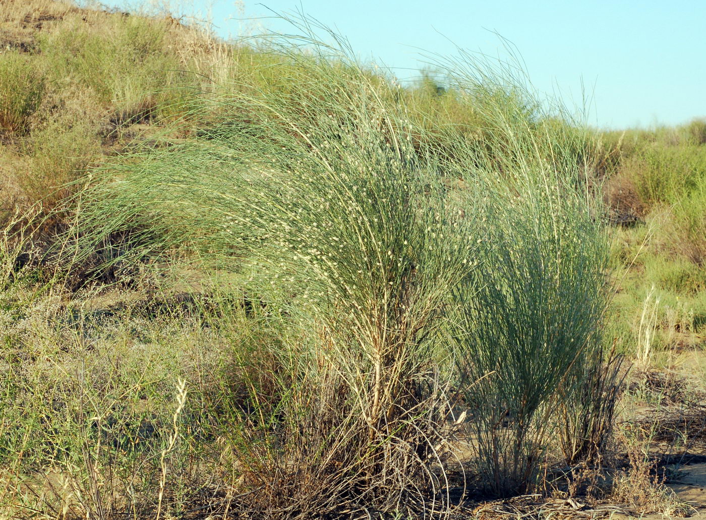 Image of Eremosparton aphyllum specimen.