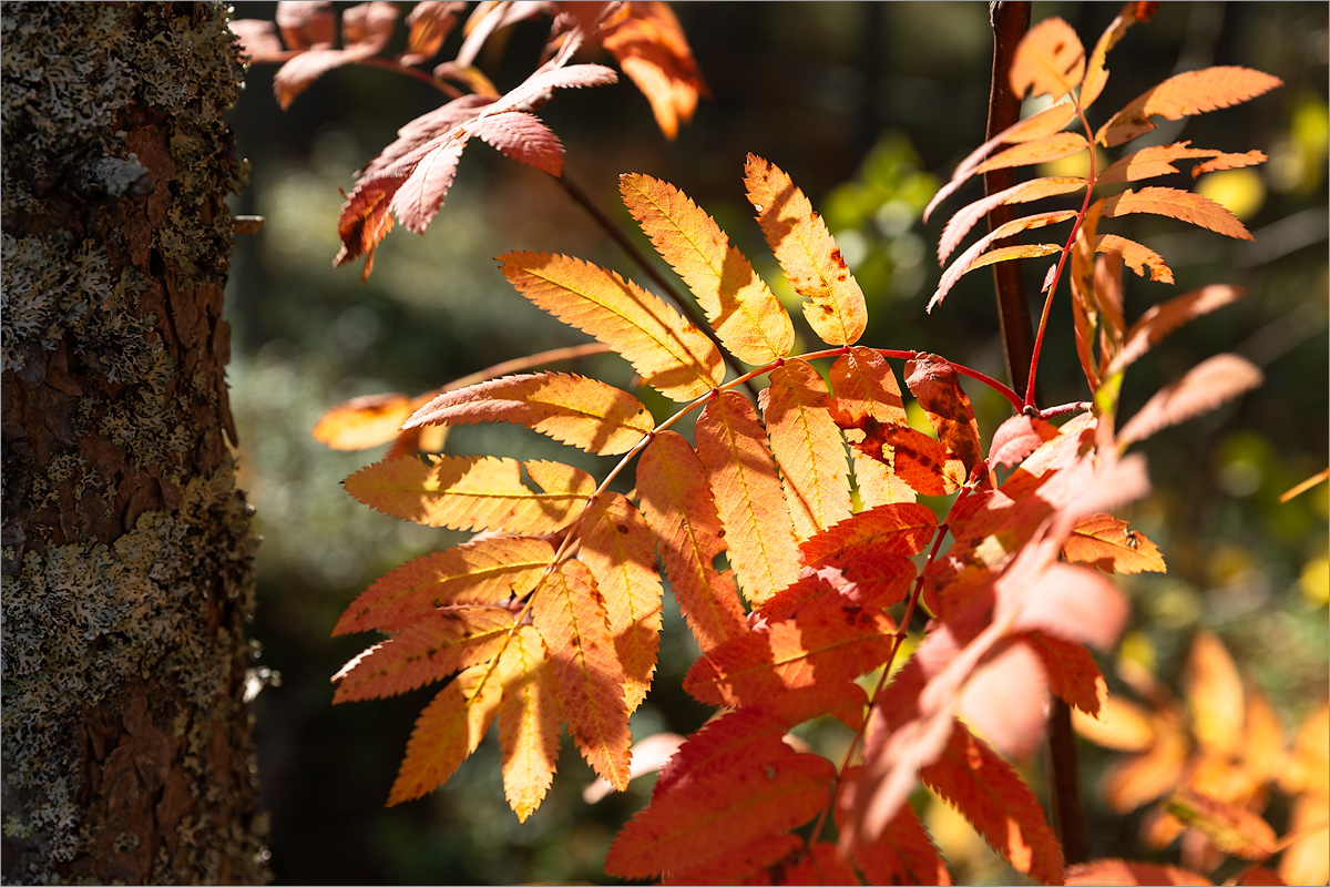 Image of Sorbus aucuparia specimen.