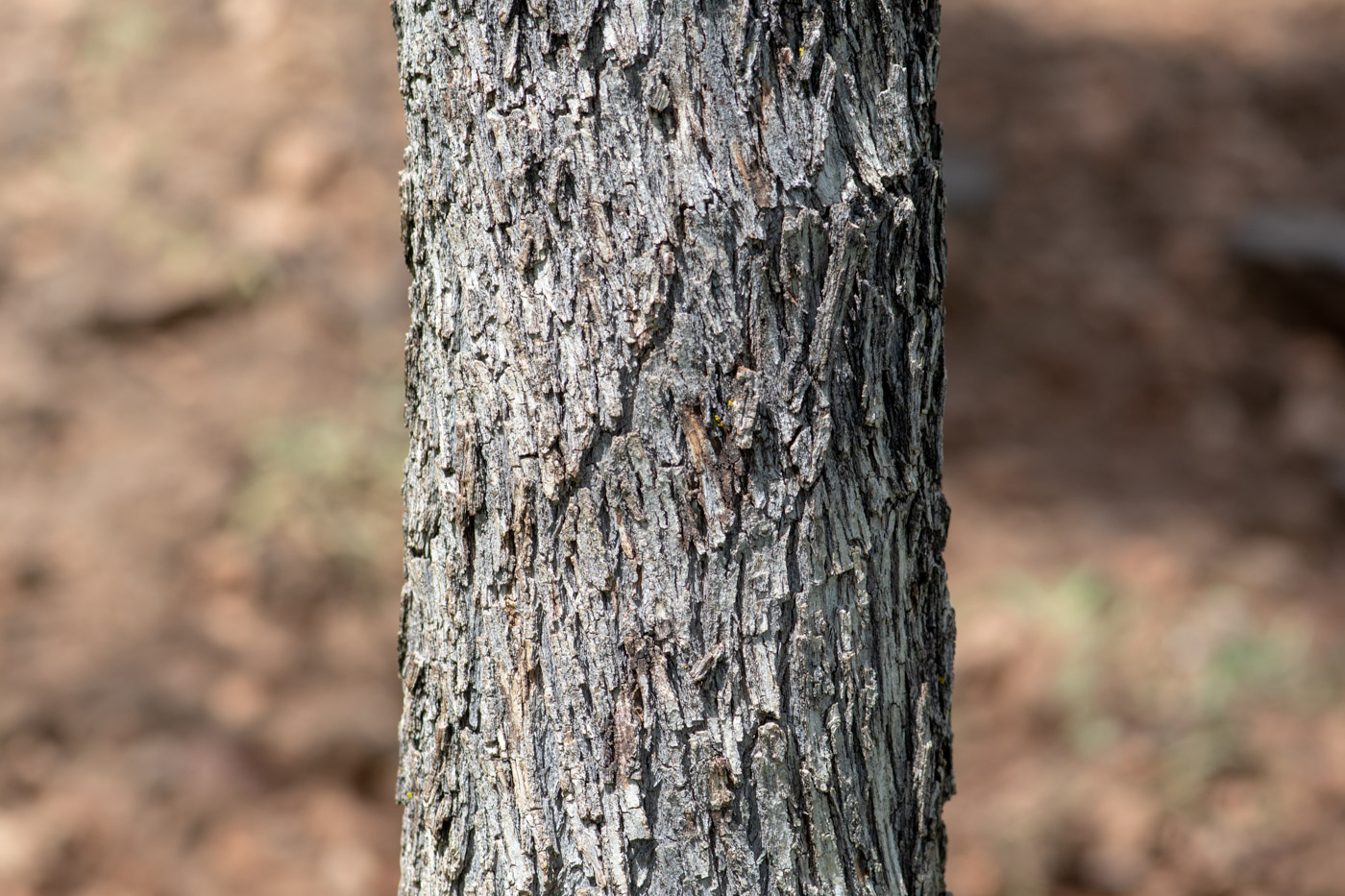 Image of Ziziphus mucronata specimen.