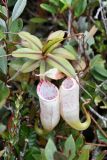 Nepenthes macfarlanei