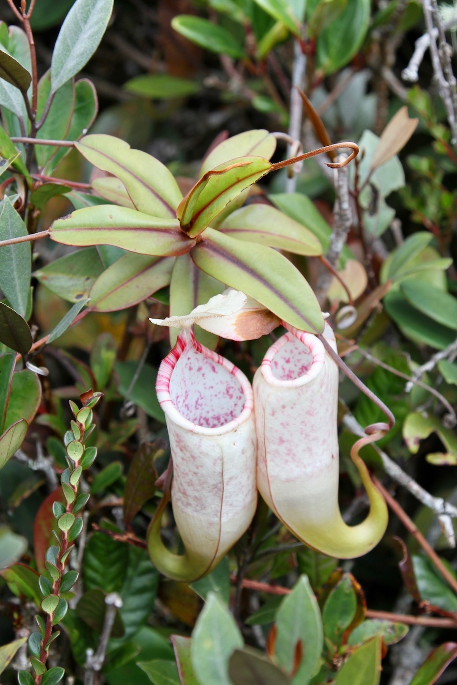 Image of Nepenthes macfarlanei specimen.