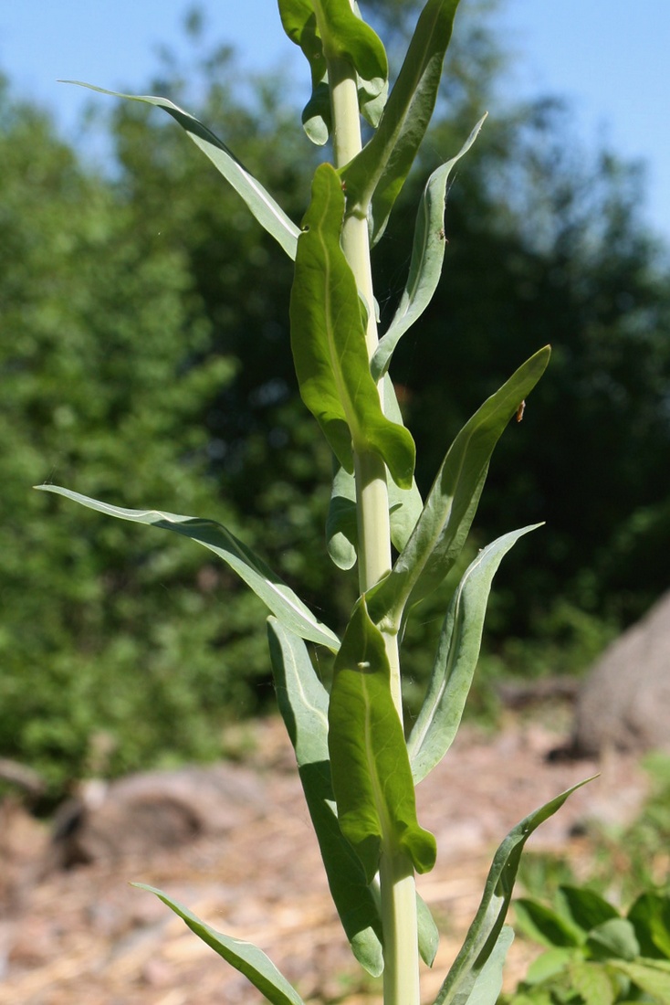 Изображение особи Isatis tinctoria.