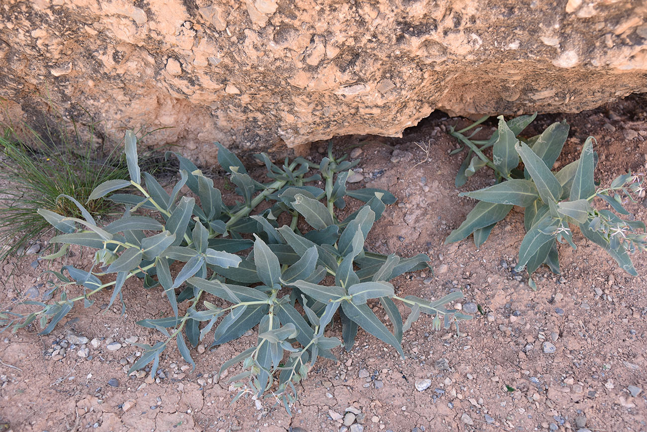 Изображение особи Caccinia macranthera.