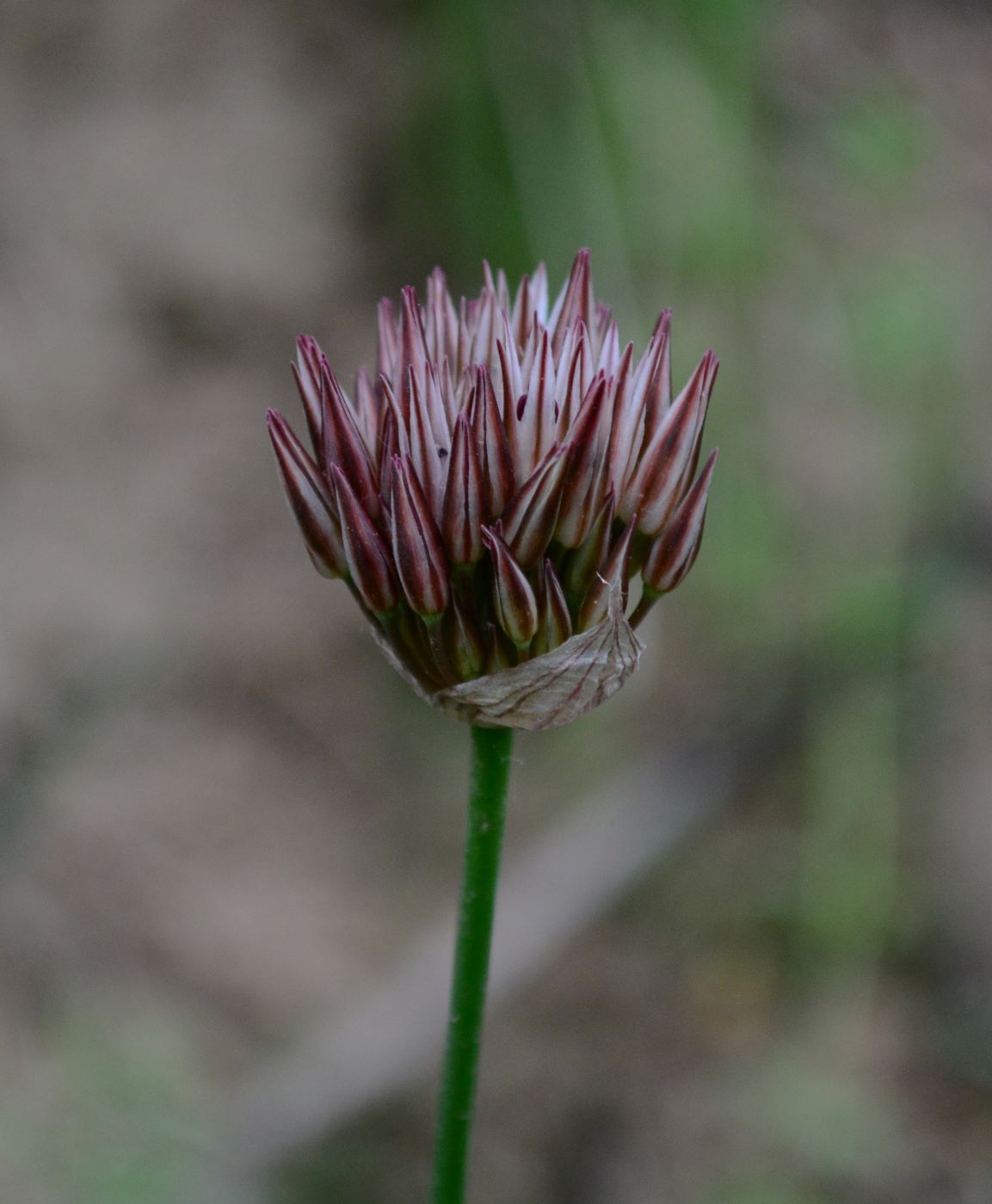 Image of Allium inconspicuum specimen.