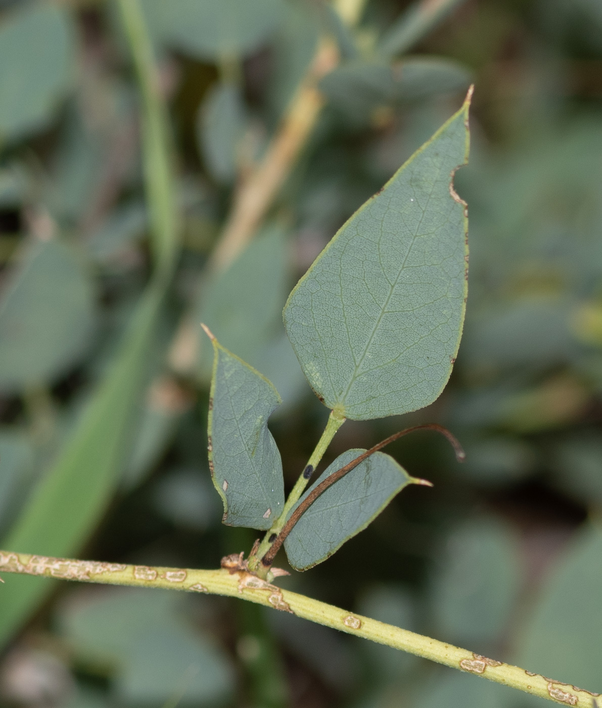 Image of Otoptera burchellii specimen.