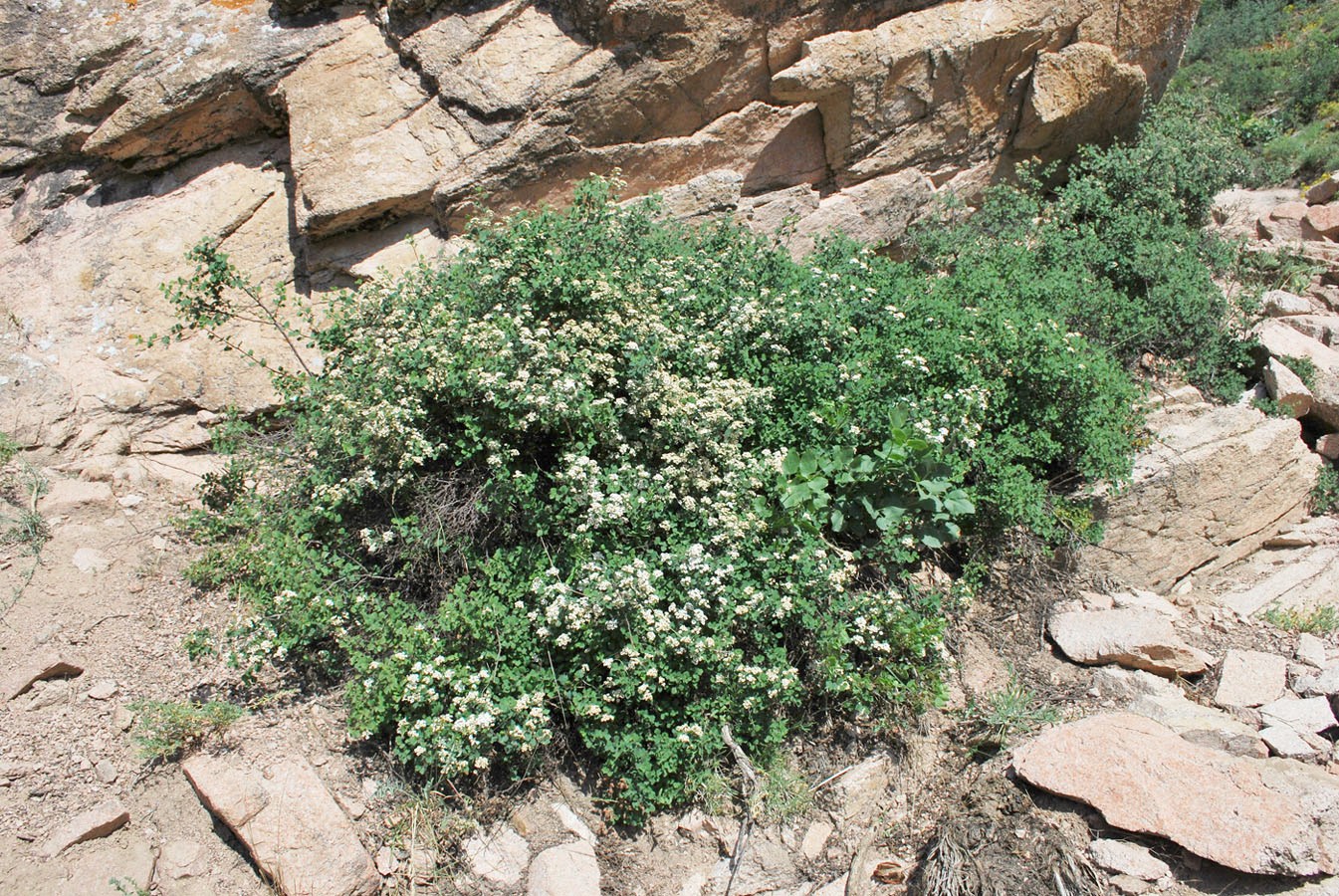 Изображение особи Spiraea pilosa.