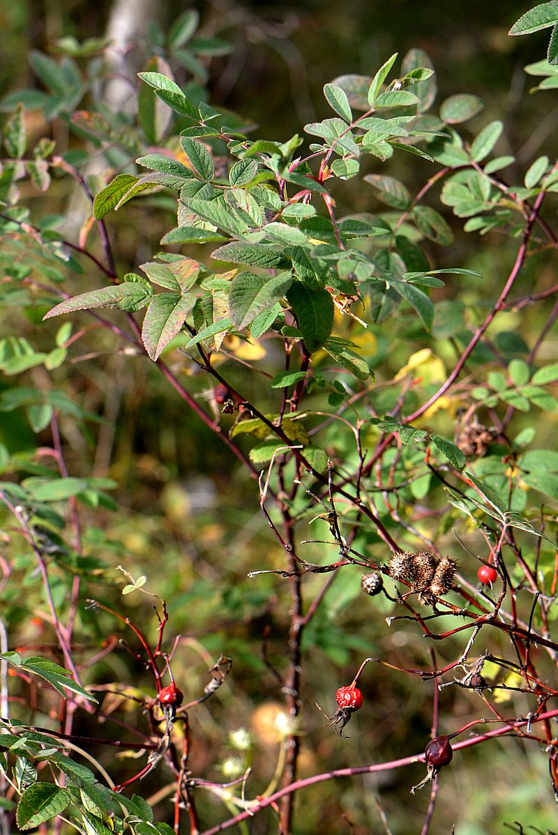 Image of Rosa cinnamomea specimen.