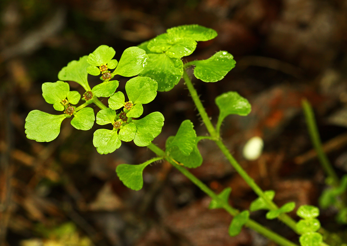 Изображение особи Chrysosplenium ramosum.