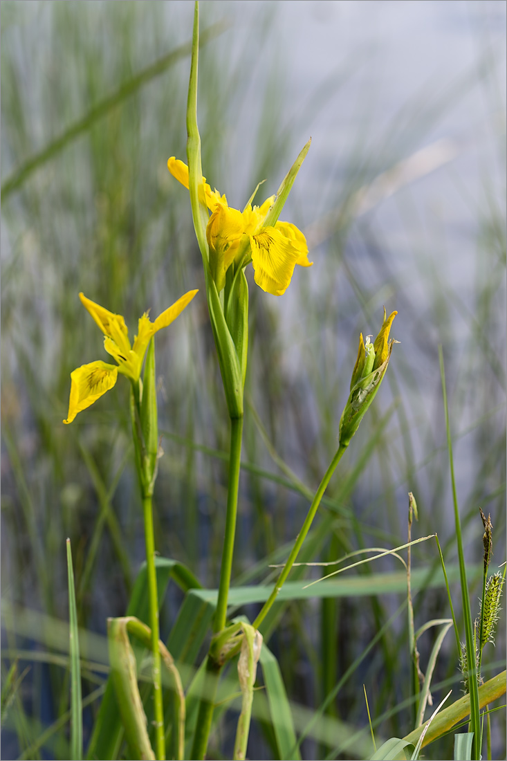 Image of Iris pseudacorus specimen.