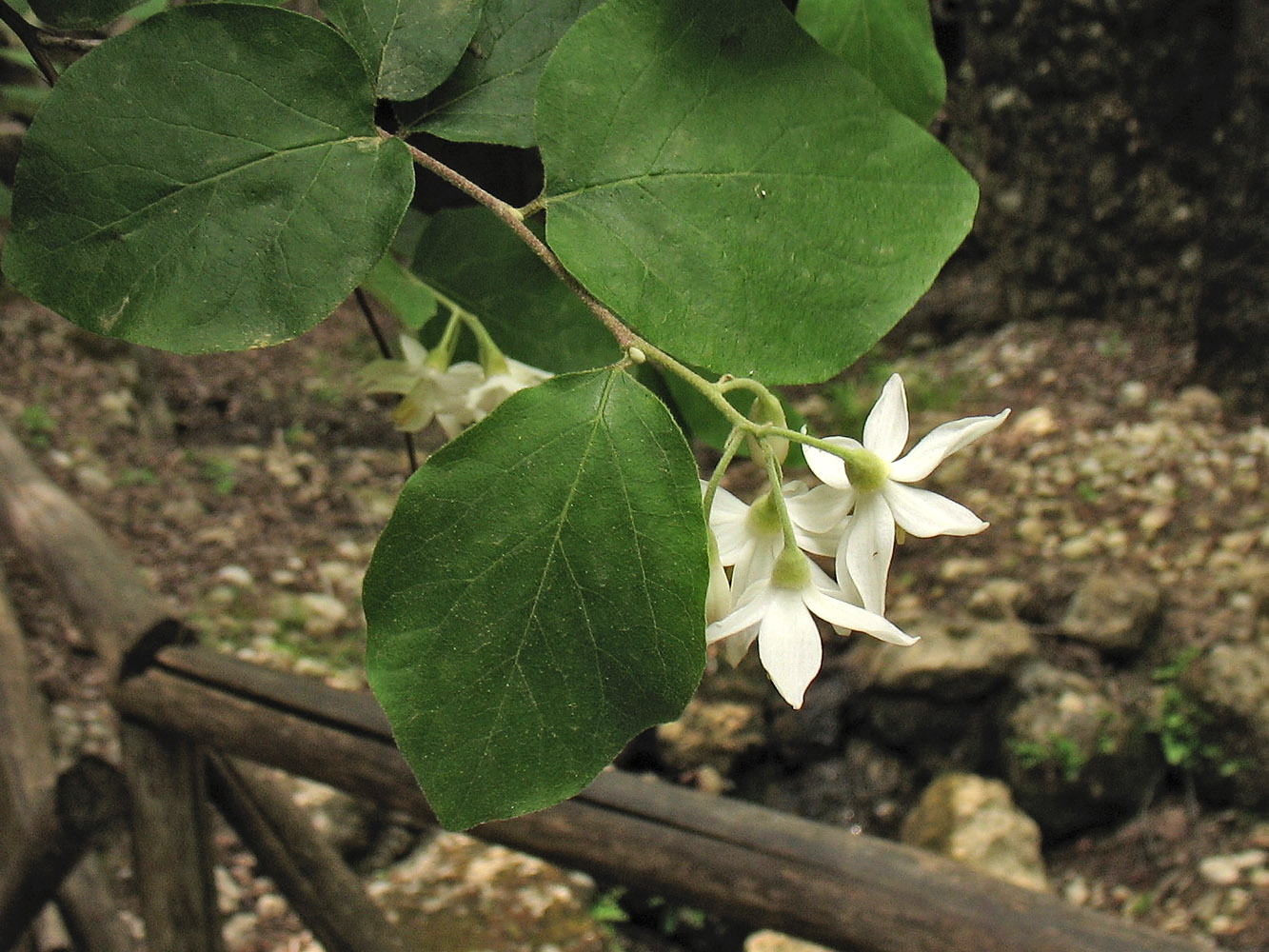 Изображение особи Styrax officinalis.