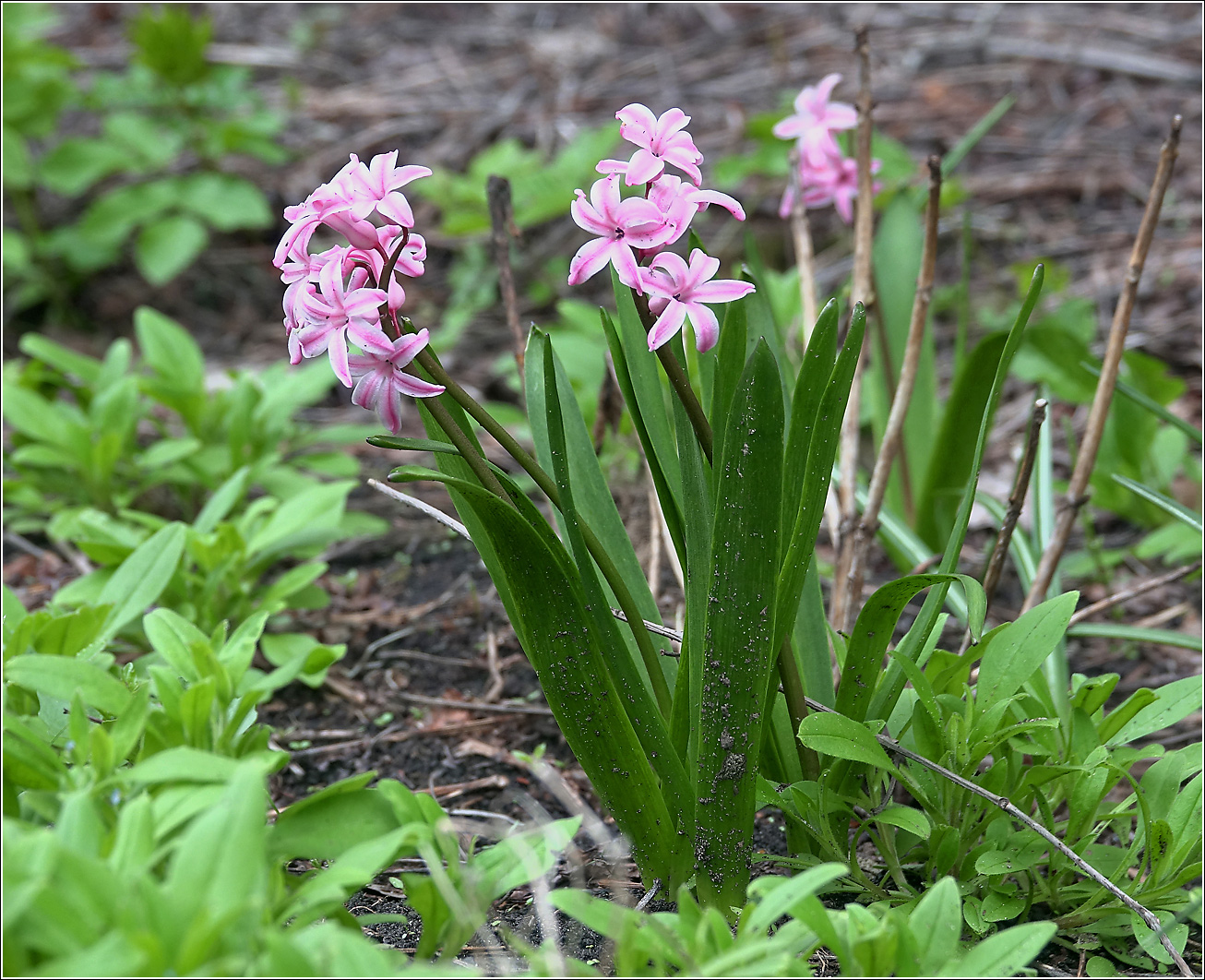 Изображение особи Hyacinthus orientalis.