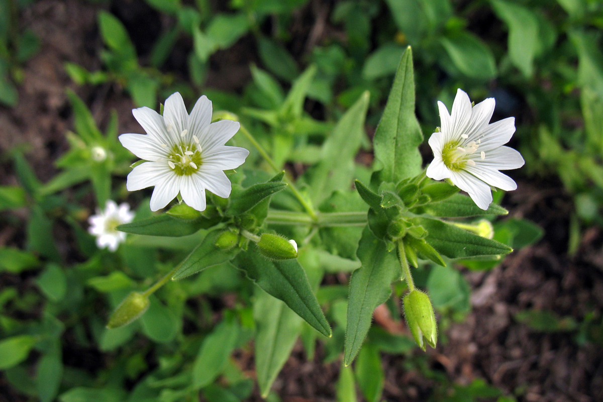 Image of Cerastium nemorale specimen.