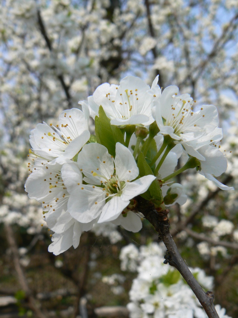 Изображение особи Prunus domestica.