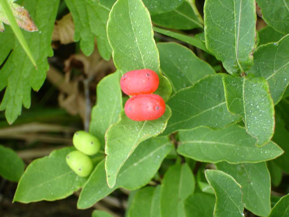 Image of Lonicera chamissoi specimen.