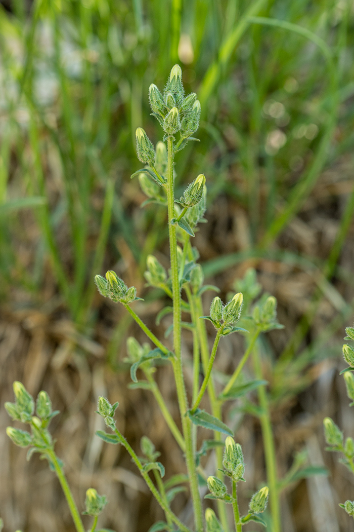 Image of genus Campanula specimen.