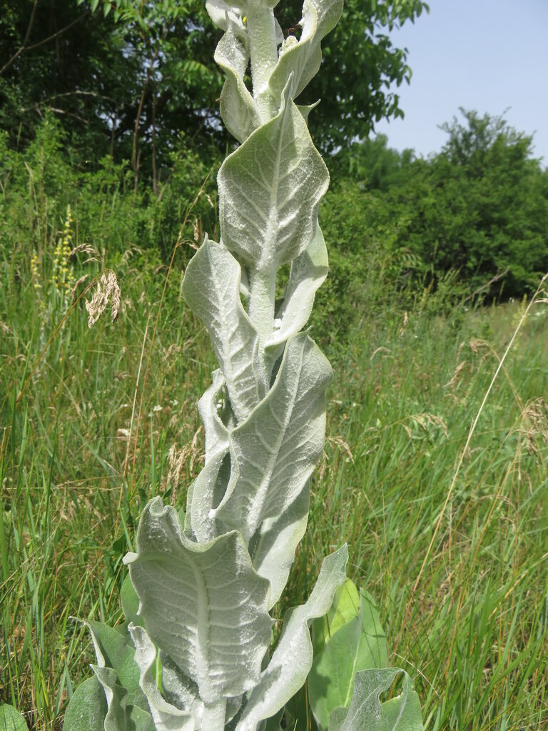 Image of Verbascum pulverulentum specimen.