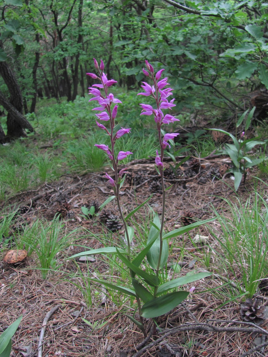 Изображение особи Cephalanthera rubra.