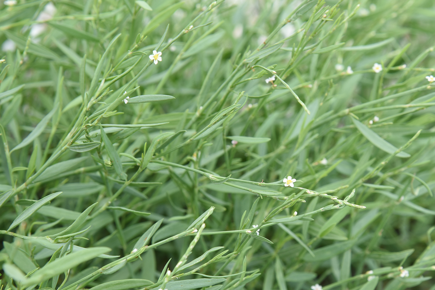 Image of genus Polygonum specimen.