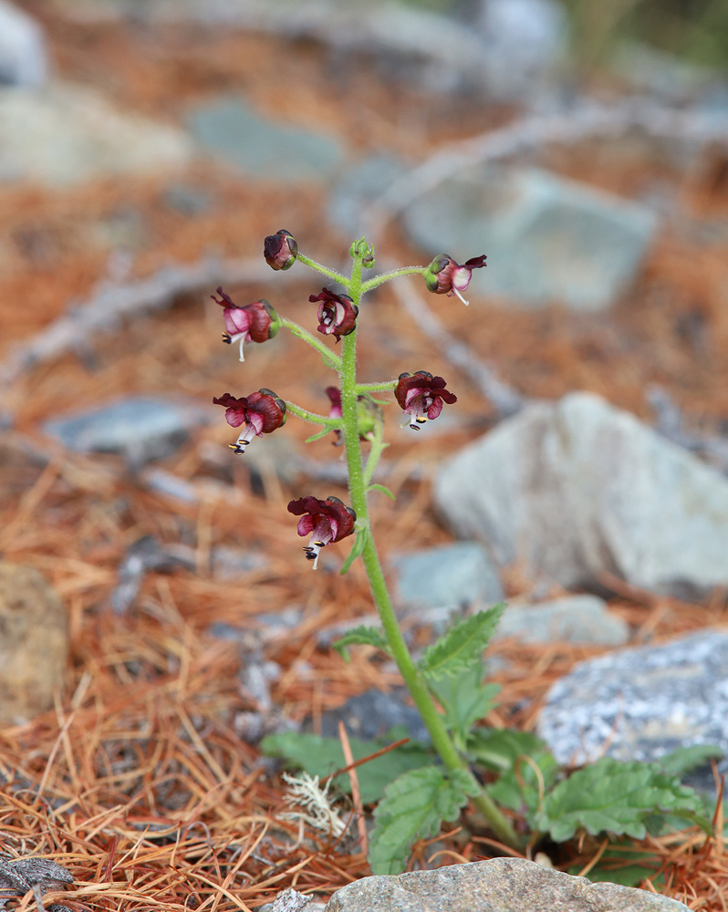 Image of Scrophularia incisa specimen.