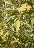 Salix aurita