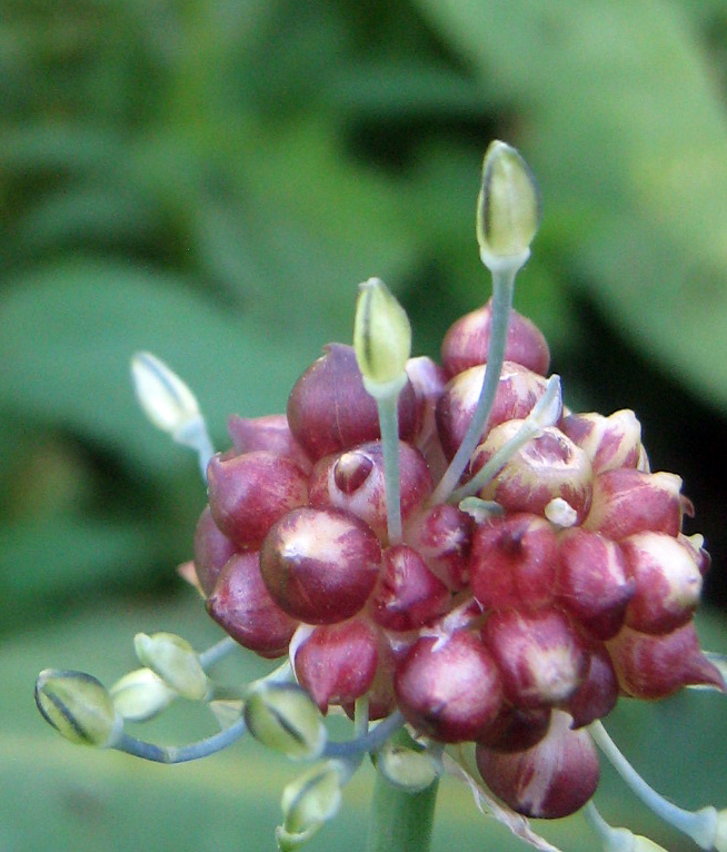 Image of Allium caeruleum specimen.