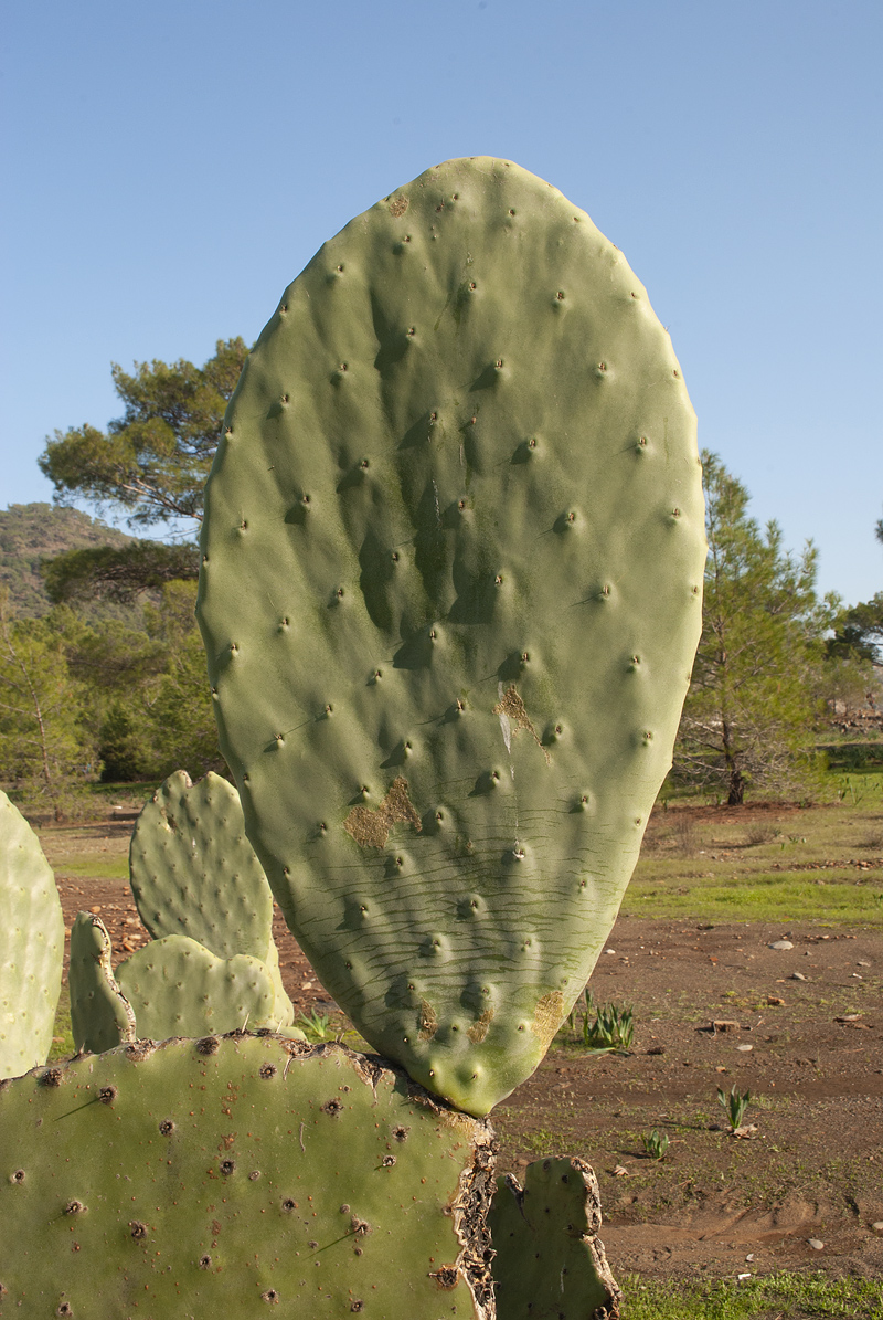 Изображение особи Opuntia ficus-indica.